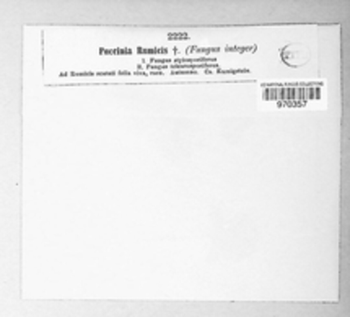 Puccinia rumicis image